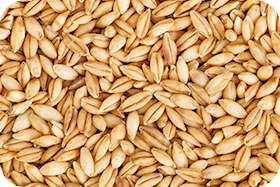 Barley