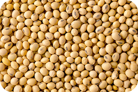 Soybean