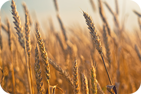 Wheat